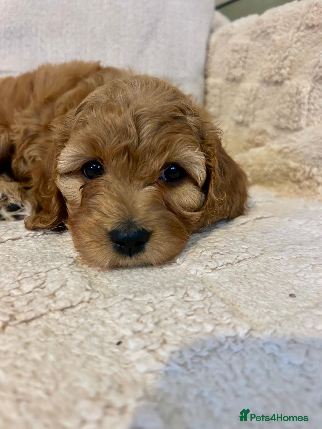 Cavapoo dogs for sale: Rare unique moyen Cavapoos (last female)  - Advert 3