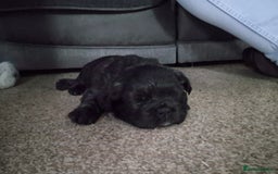 French Bulldog dogs for sale: 3 female french bulldogs - Advert 7
