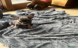 French Bulldog dogs for sale: French bull dog puppies  - Image 23