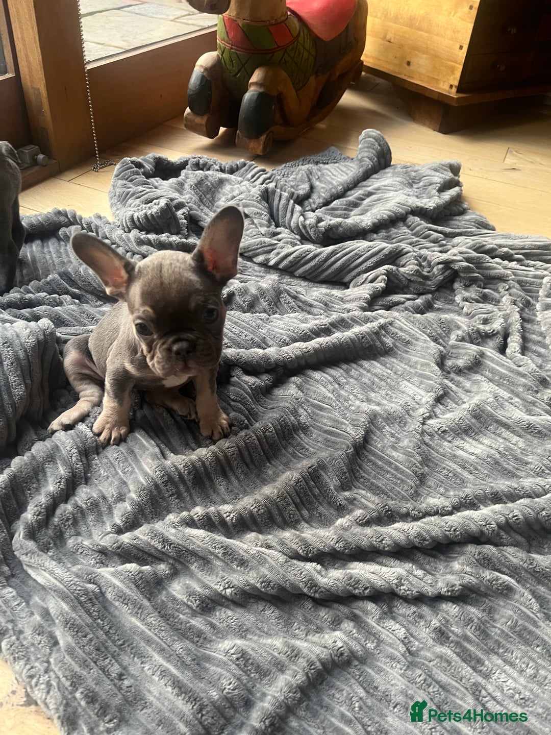 French Bulldog dogs for sale: French bull dog puppies  - Image 23