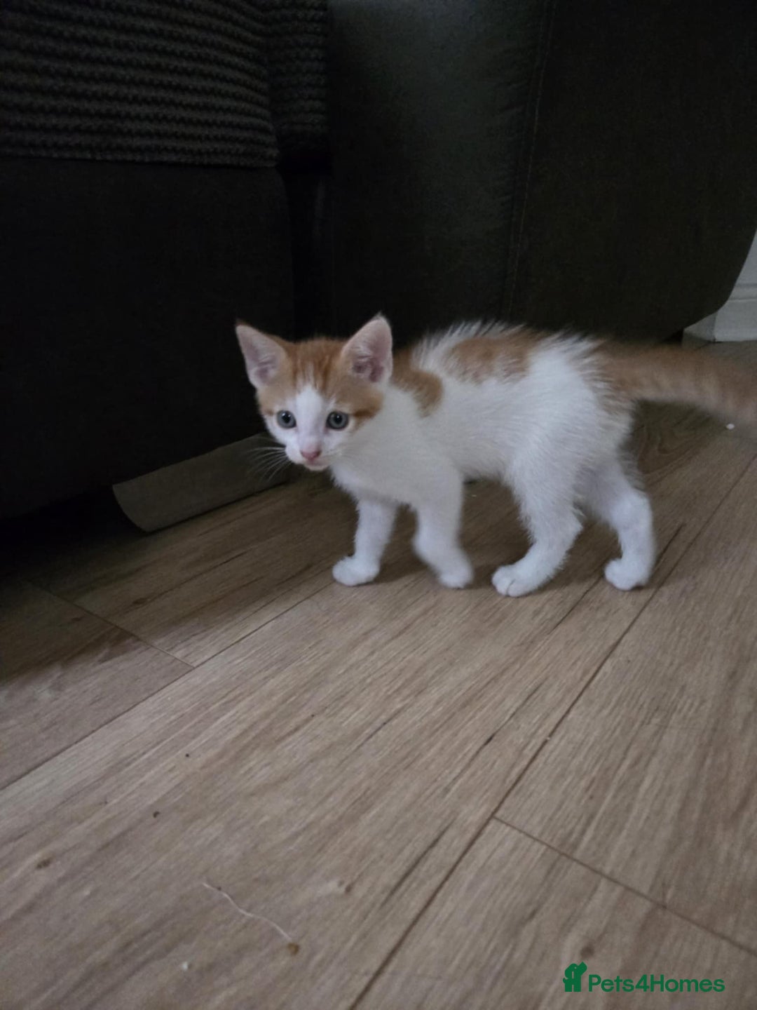 Mixed Breed cats for sale: 4 Playful Male Kittens Ready for Loving Homes! - Image 5