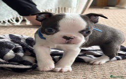 Boston Terrier dogs for sale: Gorgeous KC Boston Terrier Pups for Loving Homes - Image 3