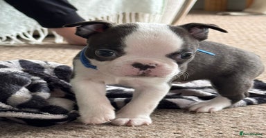 Boston Terrier dogs - Advert 8