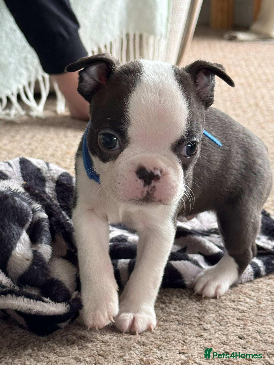 Boston Terrier dogs for sale: Gorgeous KC Boston Terrier Pups for Loving Homes - Image 3