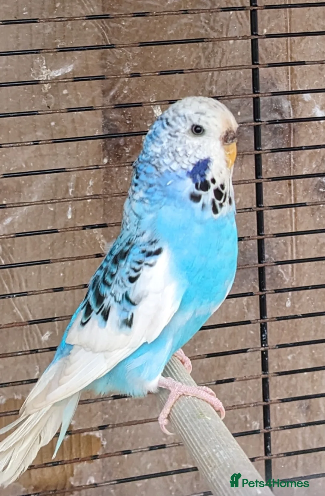 Budgerigars birds for sale: Female budgerigar in London - Advert 4