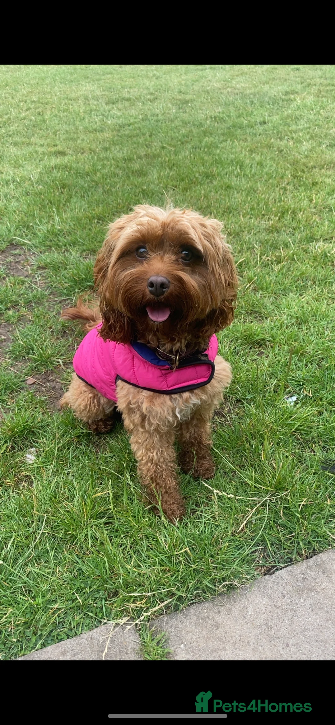 Cavapoo dogs for sale: Beautiful cavapoo 💙 - Advert 6