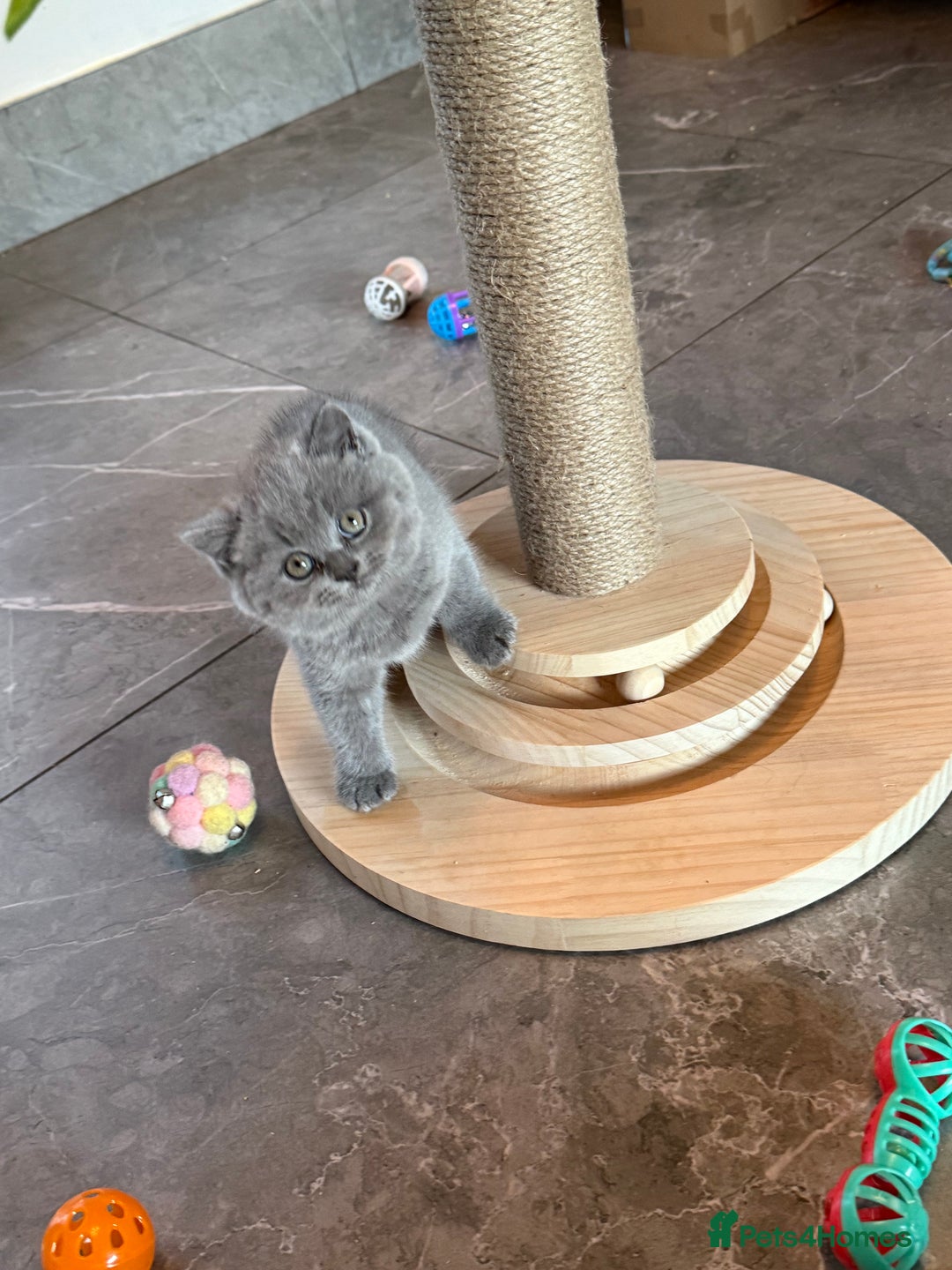 British Shorthair cats for sale: Champion mum & dad litter 1 🩵 & 1 🩷 - Image 7