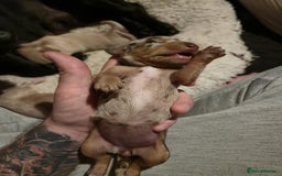 Mixed Breed dogs for sale: Adorable Daschund x spaniel pups  - Image 8
