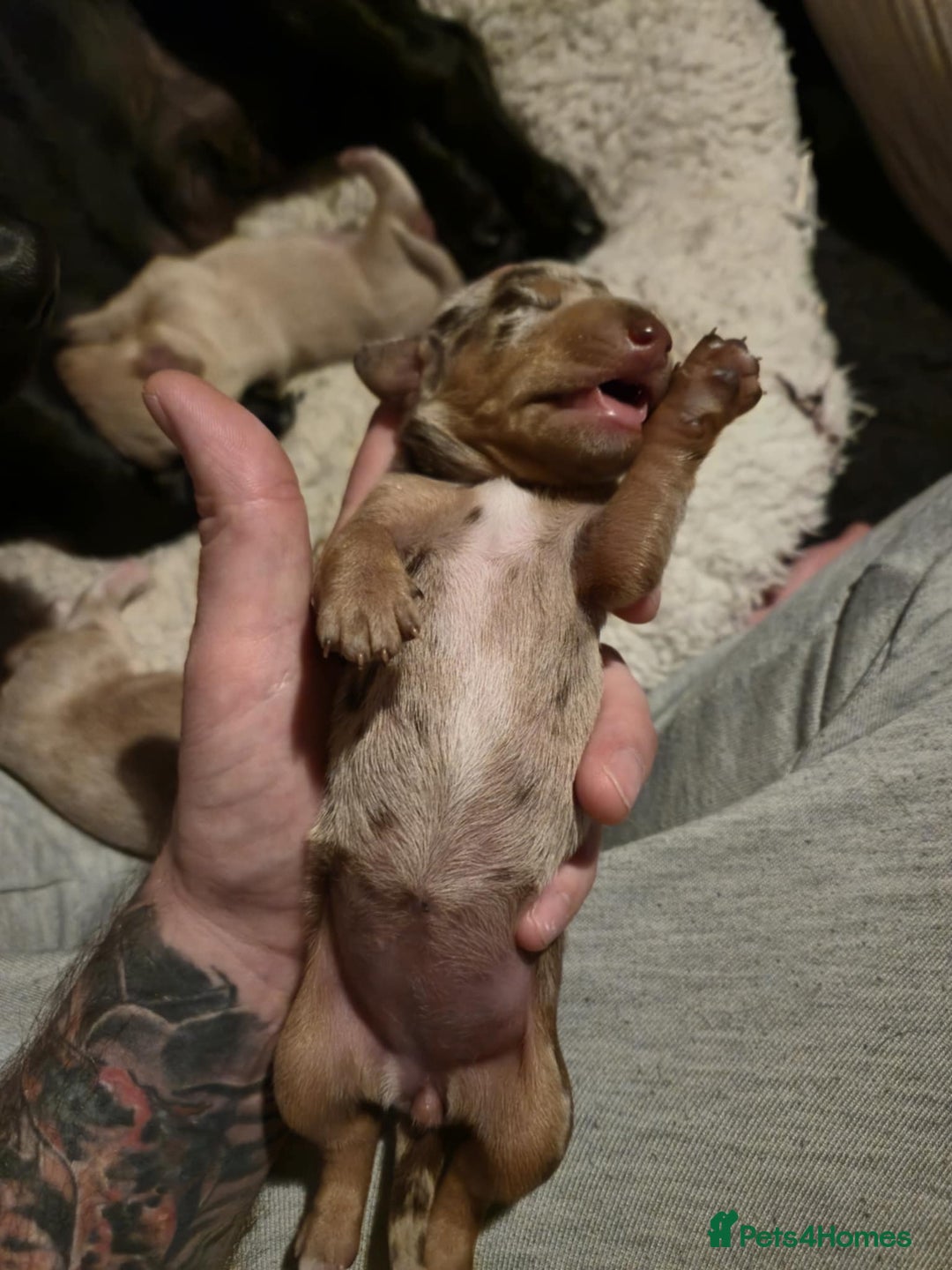 Mixed Breed dogs for sale: Adorable Daschund x spaniel pups  - Image 8