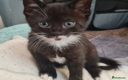 Mixed Breed cats for sale: 2 Beautiful little Boy kittens tabby & black white - Image 23