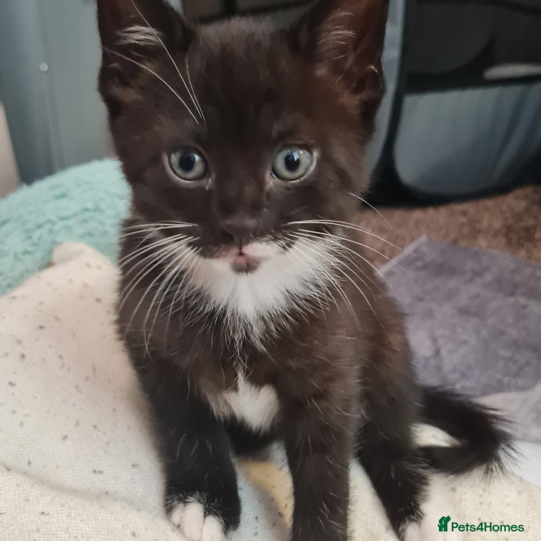 Mixed Breed cats for sale: 2 Beautiful little Boy kittens tabby & black white - Image 23