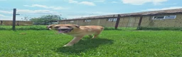 Mixed Breed dogs for adoption: Ruby for adoption!  in Brackley - Advert 10