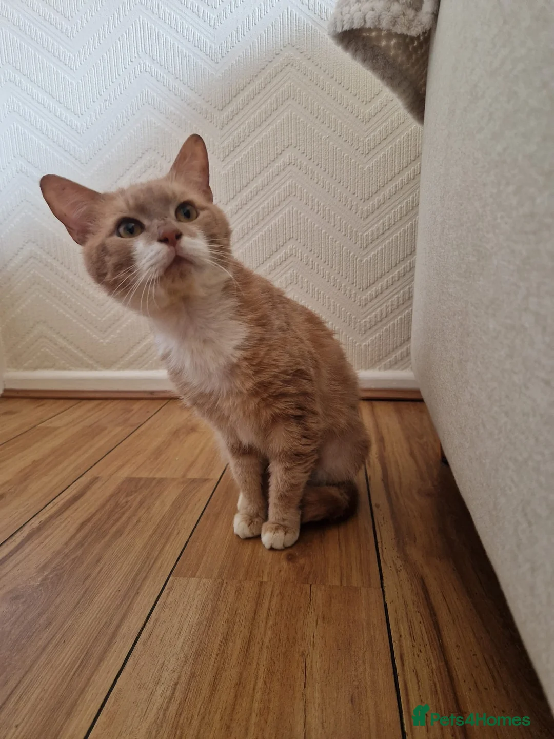 British Shorthair cats for sale: Male 8 month ginger cat in Wednesbury - Advert 4