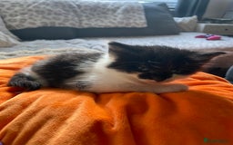 British Longhair cats for sale: 3 Gorgeous Longhaired Kittens - Image 20