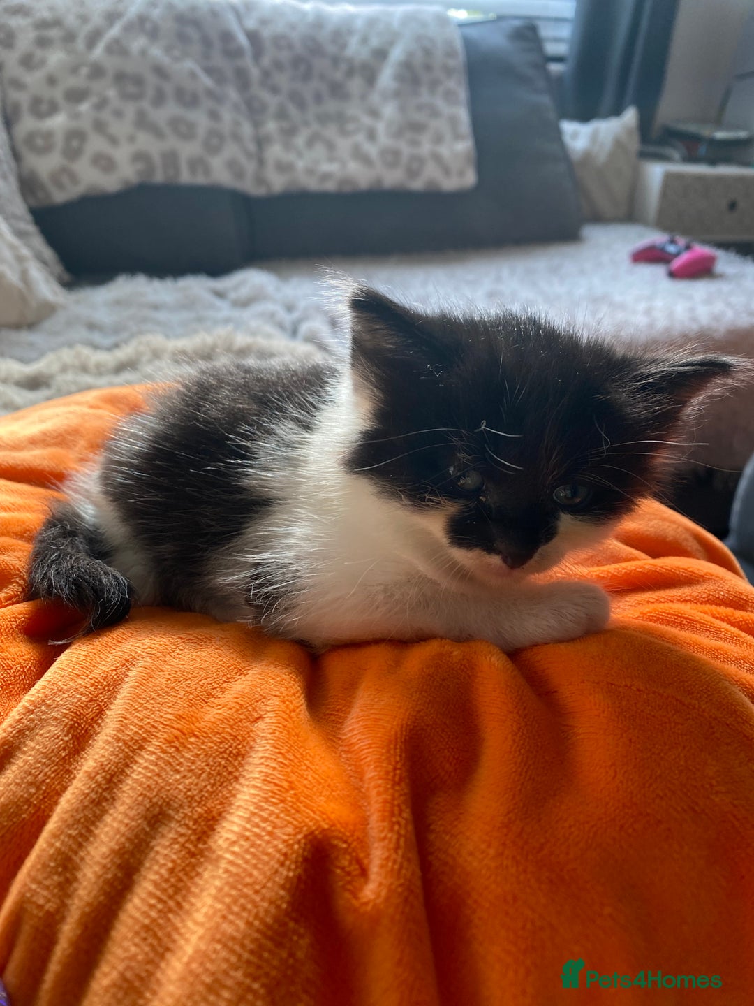 British Longhair cats for sale: 3 Gorgeous Longhaired Kittens - Image 20