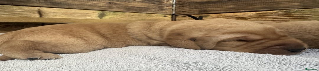 Labrador Retriever Puppy 5