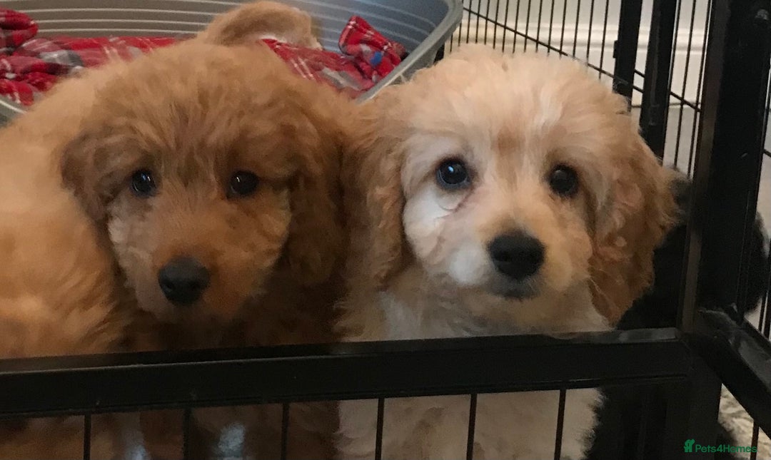 Cockapoo dogs for sale: 🐩🐶STUNNING F1 COCKAPOO PUPPIES🐶🐩 - Image 30