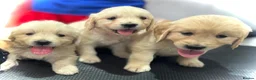 Golden Retriever dogs for sale: Golden Retriever Puppy’s  in Knottingley - Advert 11