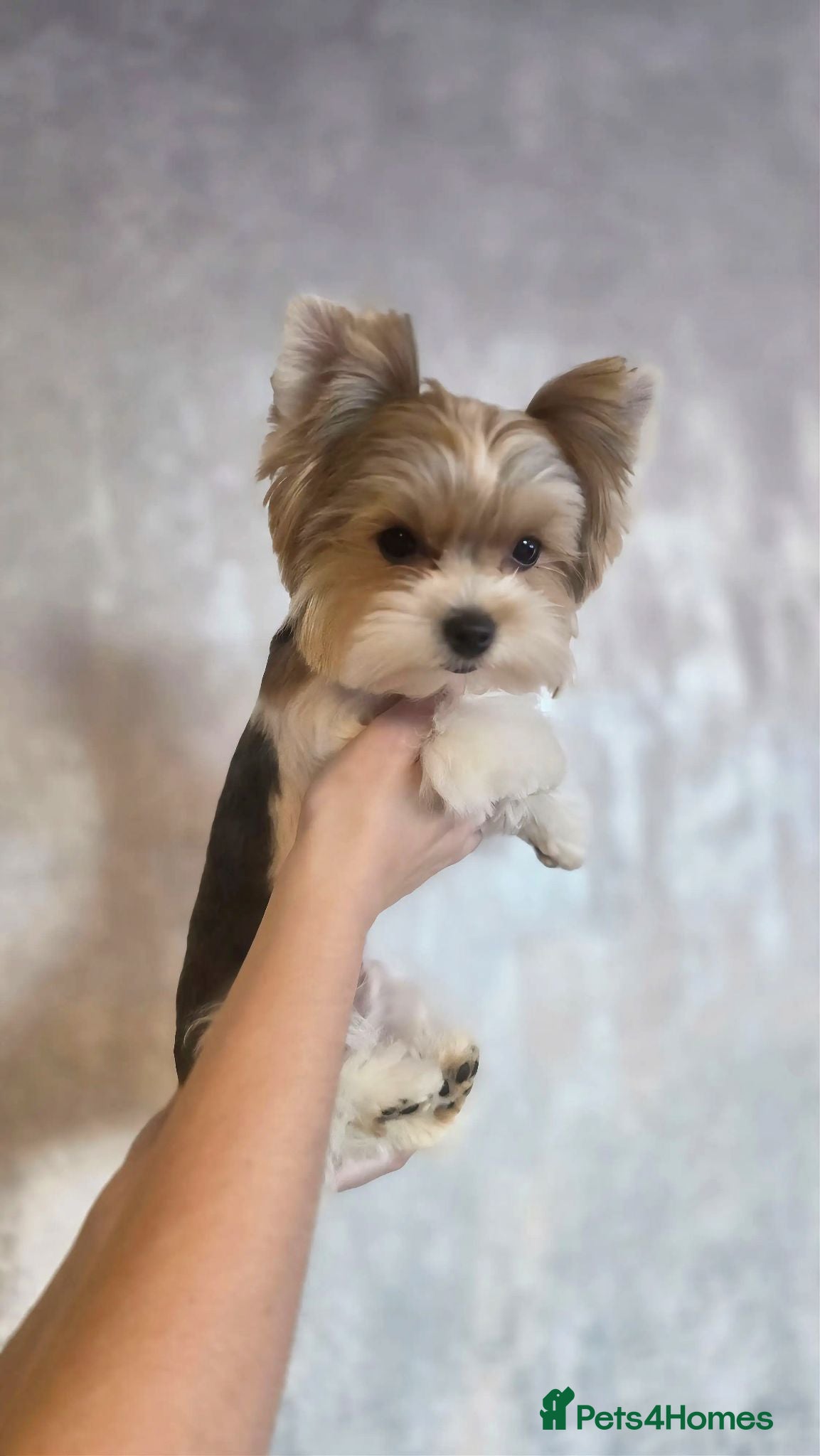 Yorkshire Terrier dogs Tiny Biewer terrier puppies - Advert 1
