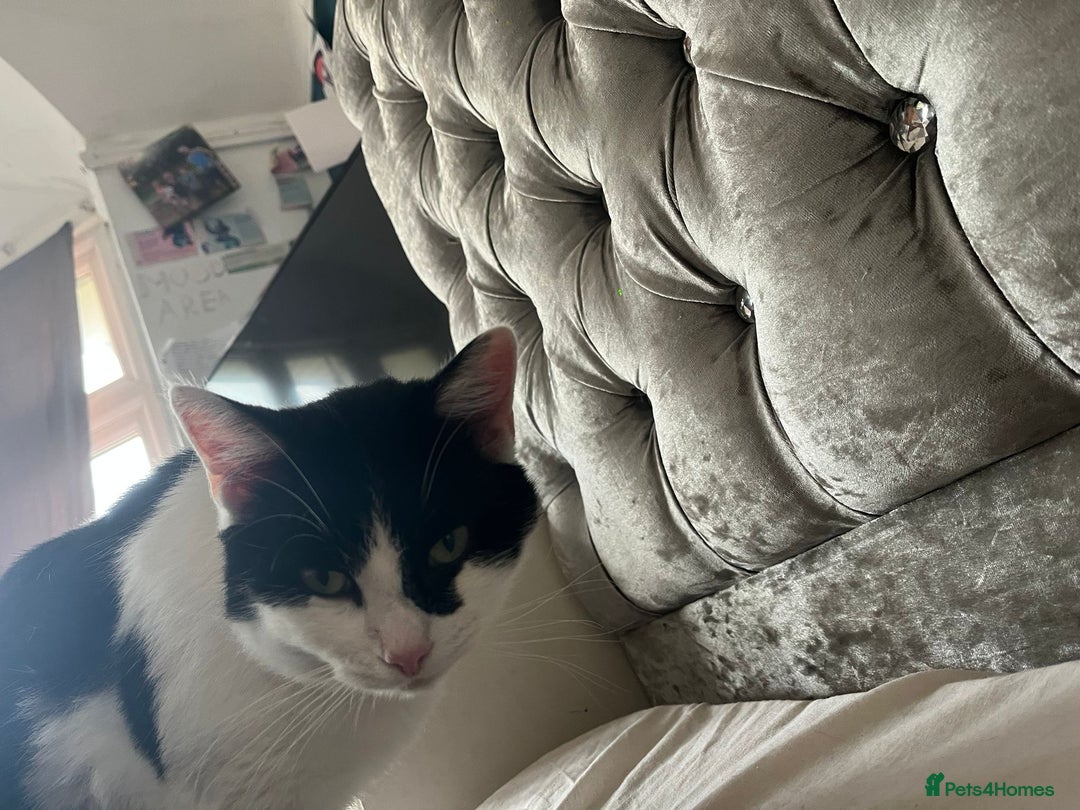 Ragdoll cats for sale: Half ragdoll cat 1 year 6 months  - Image 4