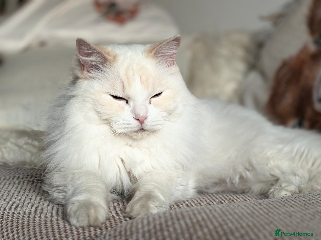 Ragdoll cats for sale: Apollo - Image 4