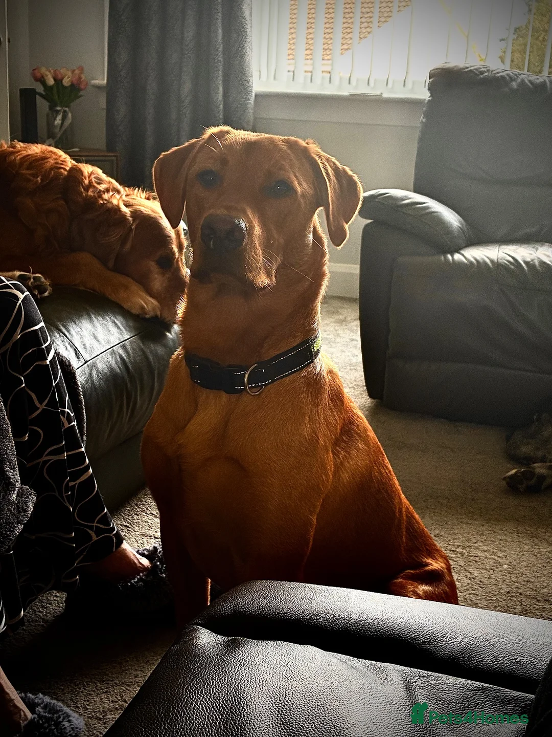 Labrador Retriever dogs for stud: No upfront payment to KC Registered bitches - Advert 5