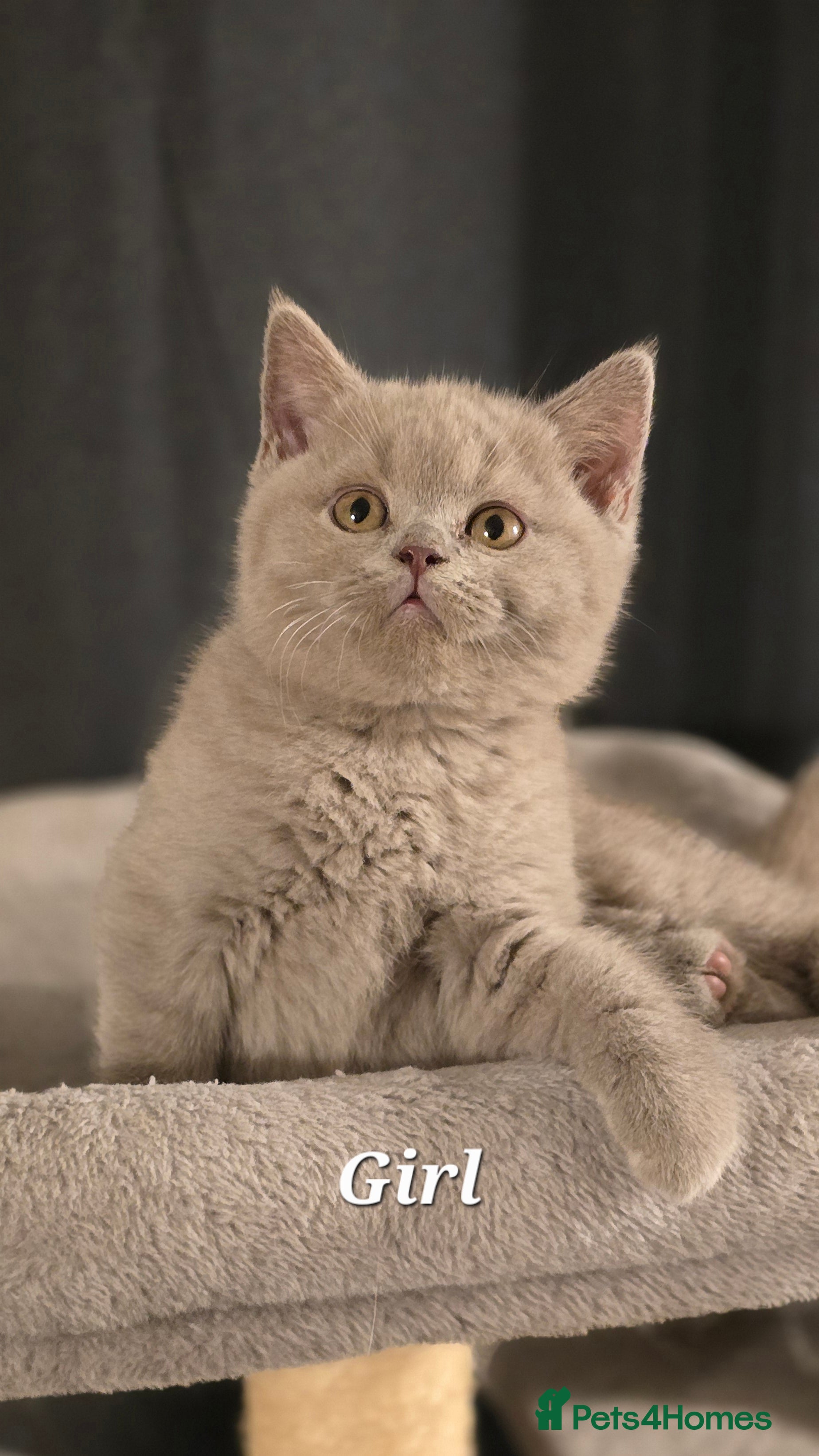British Shorthair cats Gorgeous Britishshorthair kittens GCCF registered! - Advert 1