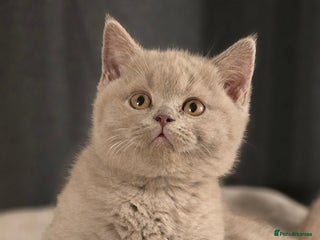 British Shorthair cats Gorgeous Britishshorthair kittens GCCF registered! - Advert 1