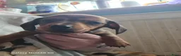 Dachshund dogs for sale: Minature daschund beautiful puppies - Advert 14