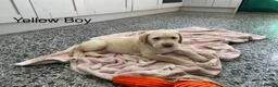 Labrador Retriever dogs for sale: Chunky Labrador Puppies - Advert 23