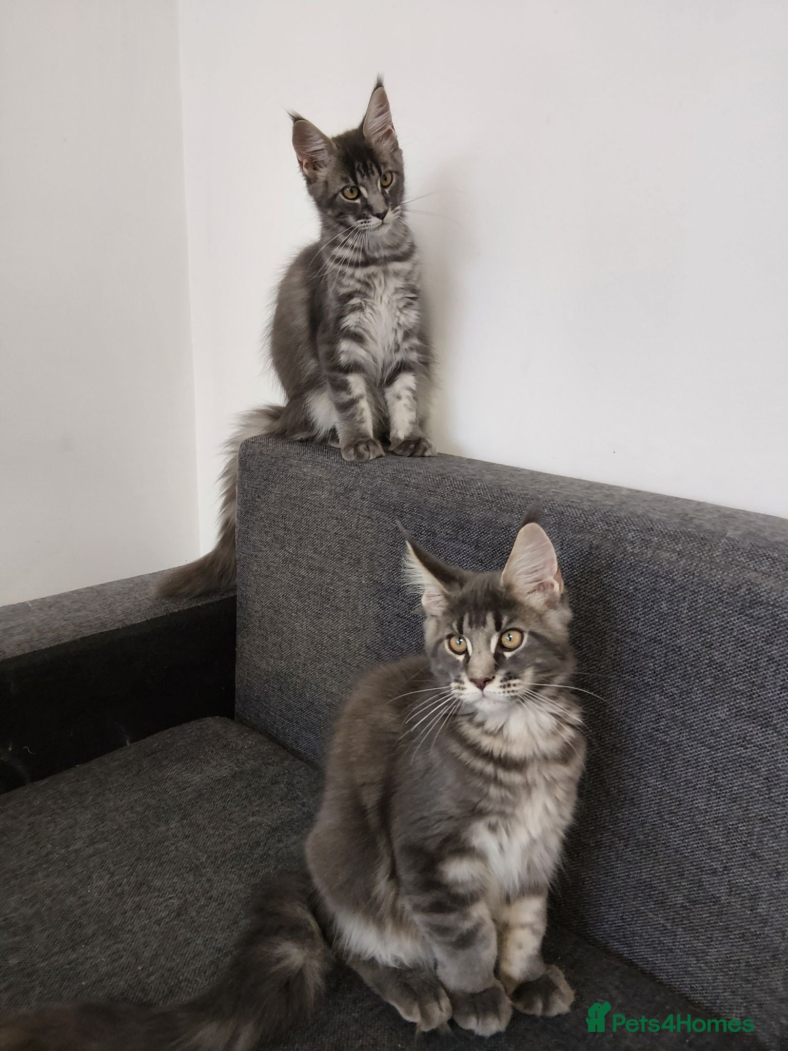 Maine Coon cats READY FOR COLLECTION  TICA registered kittens - Advert 9