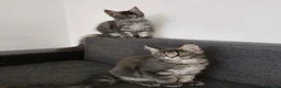 Maine Coon cats for sale: READY FOR COLLECTION  TICA registered kittens - Advert 14