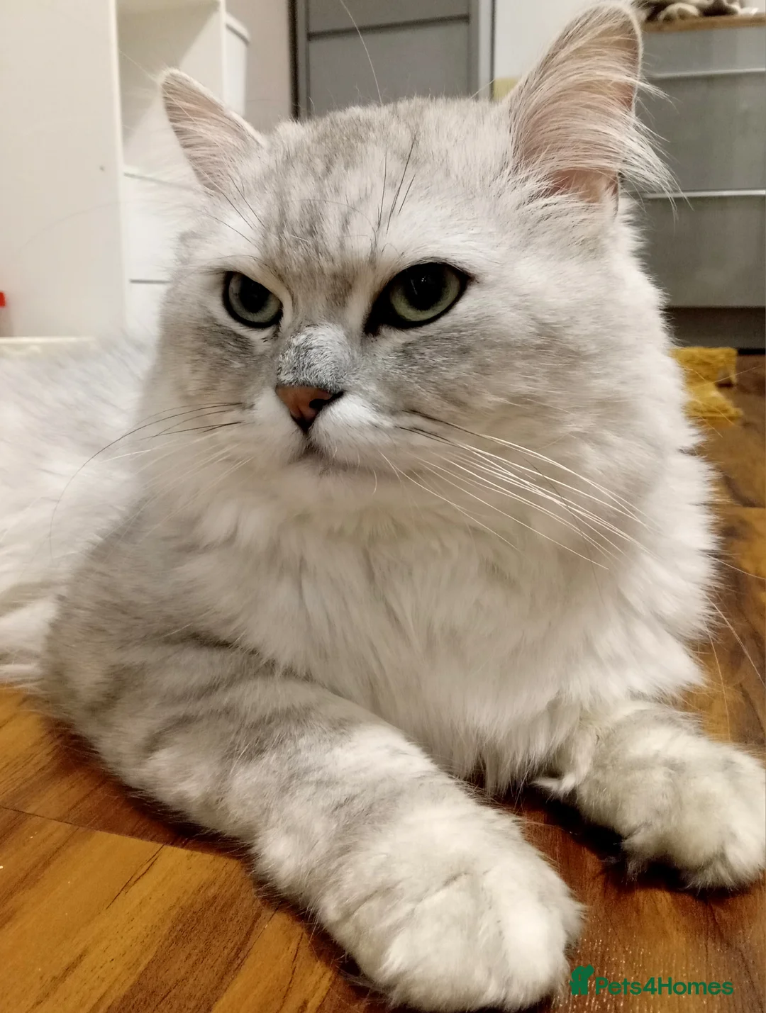 Persian cats for stud: ❤️SILVER PERSIAN CHINCHILLA ADORABLE FOR STUD❤️ - Advert 1