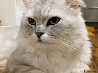 Persian cats ❤️SILVER PERSIAN CHINCHILLA ADORABLE FOR STUD❤️ - Advert 2