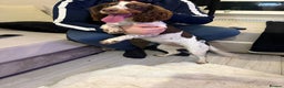 Sprocker dogs for sale: Sprocker spaniel  - Advert 2