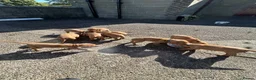Hungarian Vizsla dogs for sale: !!REDUCED!! Beautiful KC Registered Vizsla Pups - Advert 24