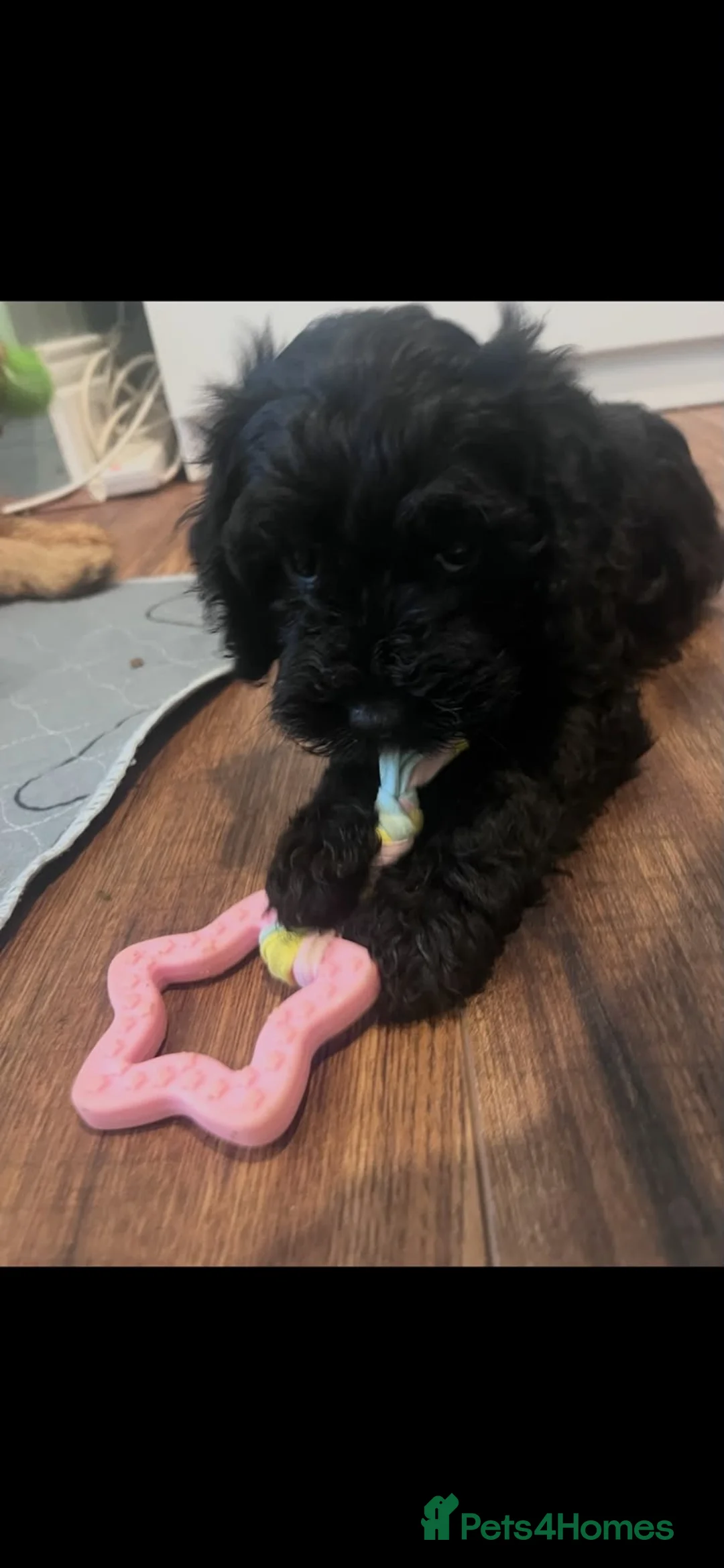 Cockapoo dogs for sale: Cockapoo Puppies- only 1 remaining - ready now  - Advert 2