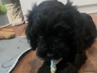Cockapoo dogs Cockapoo Puppies- only 1 remaining - ready now - Advert 1