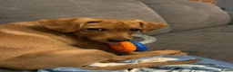 Labrador Retriever dogs for sale: Pedigree Labrador retriever fox red in Sheffield - Advert 4