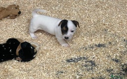 Jack Russell dogs for sale: 5 beautiful Jack Russell puppies for sale  - Image 5