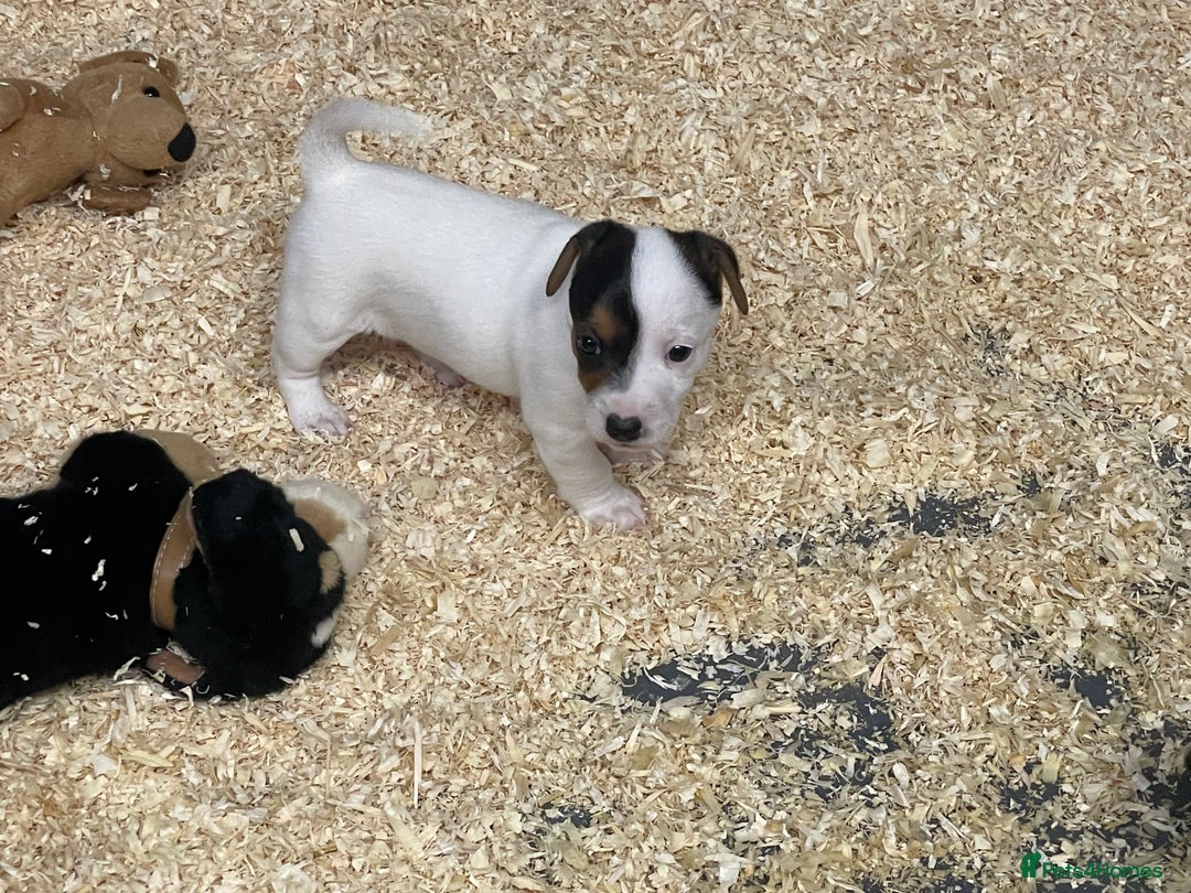 Jack Russell dogs for sale: 5 beautiful Jack Russell puppies for sale  - Image 5