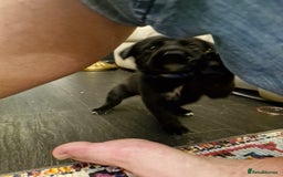 Mixed Breed dogs for sale: Dalmatian shepherd  - Image 14