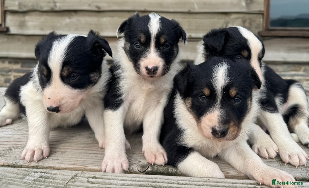 Border Collie dogs for sale: Border Collie Puppies for sale - Image 3