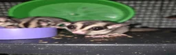 Sugar Glider rodents for sale: Sugar gliders  in Trowbridge - Advert 7
