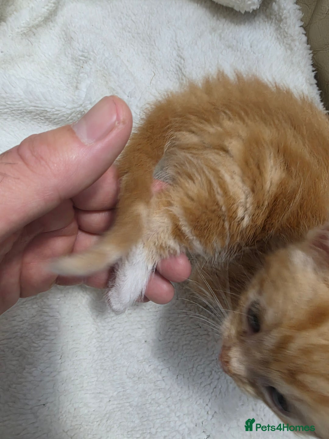 British Shorthair cats for sale: Rare ginger females. 1 male. British shorthair - Advert 18