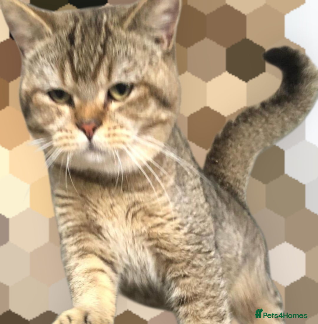 British Shorthair cats for sale: GCCF Active entire male - Image 3