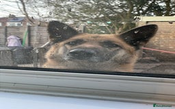 German Shepherd dogs for sale: Luna  - Image 1