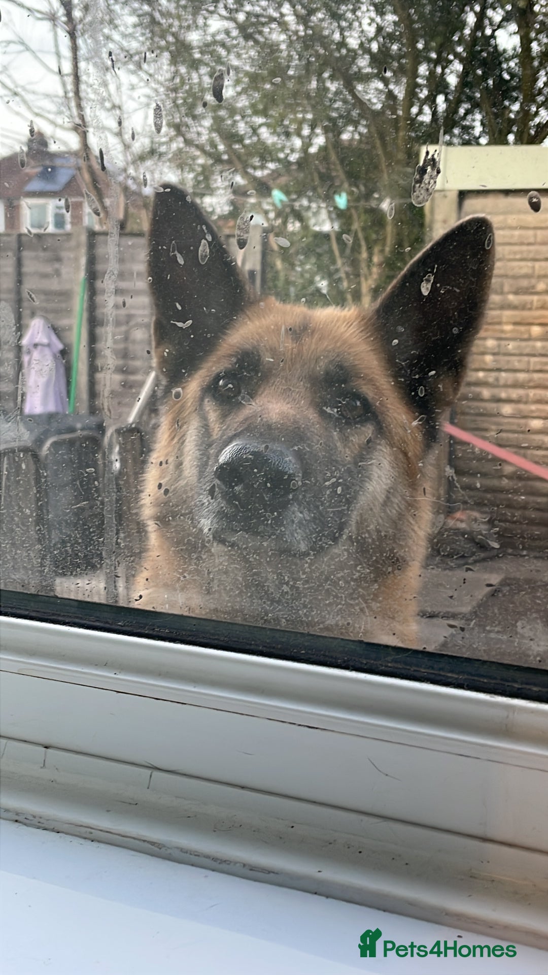 German Shepherd dogs for sale: Luna  - Image 1