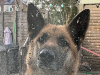 German Shepherd dogs - Advert 35