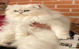 Persian cats for sale: Persian Chinchilla kittens - Image 6